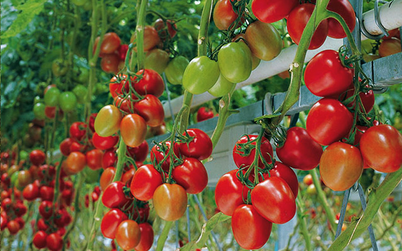 tomates-mas-semillas